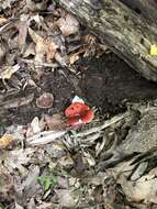 Image of Russula silvicola Shaffer 1975