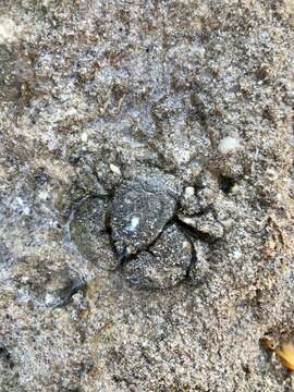 Image of hairy stone crabs