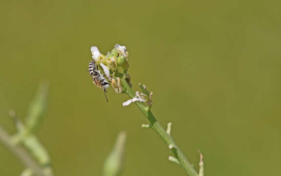 Image of Colletes perezi Morice 1904