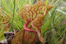 Image of Rosy Pitcherplant