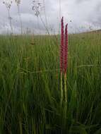 Image de Satyrium neglectum Schltr.