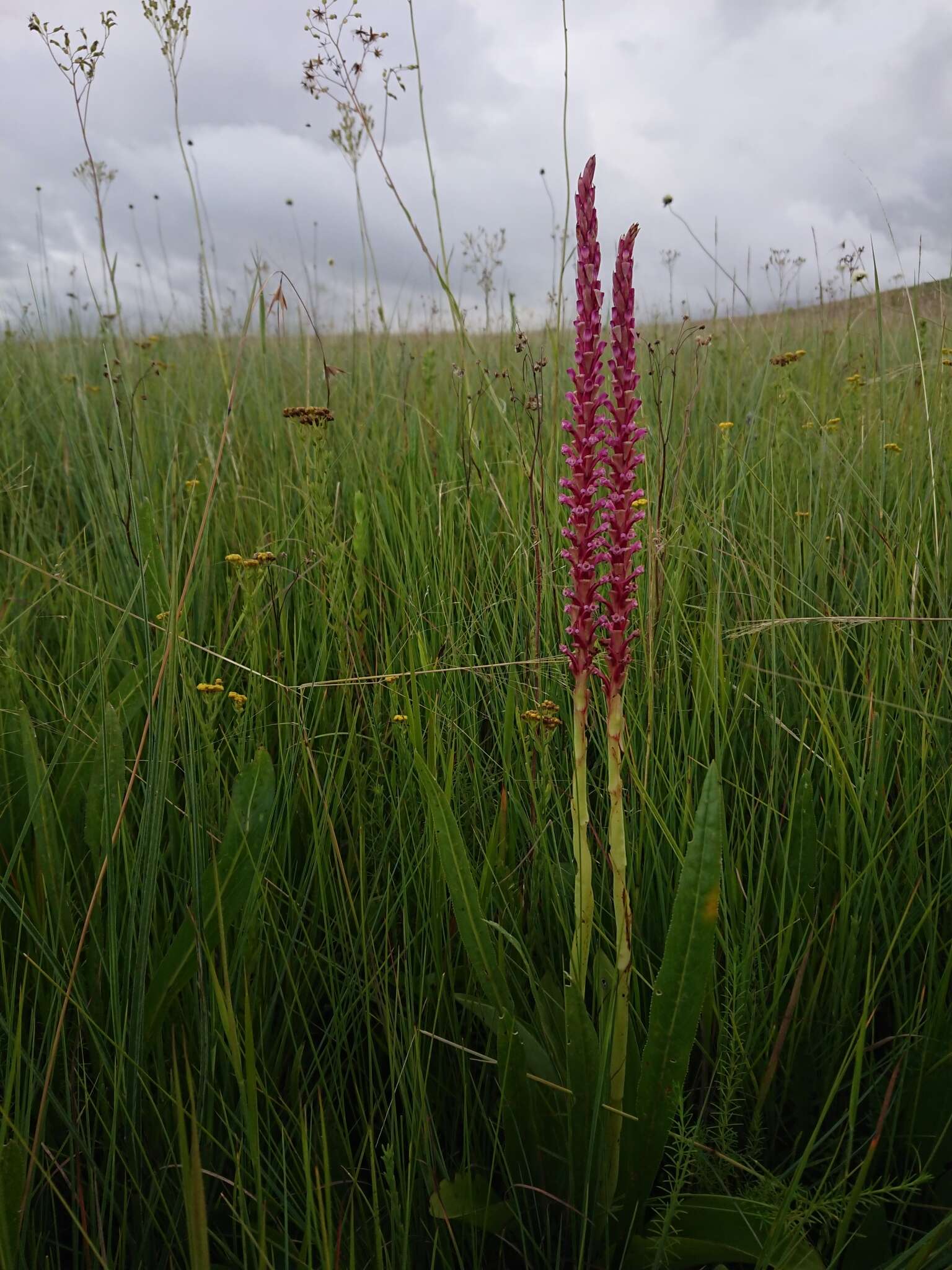 Image de Satyrium neglectum Schltr.