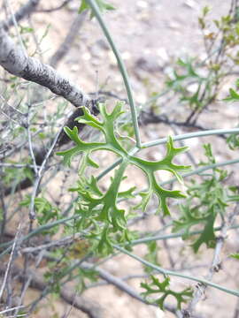 Image of slimlobe globeberry