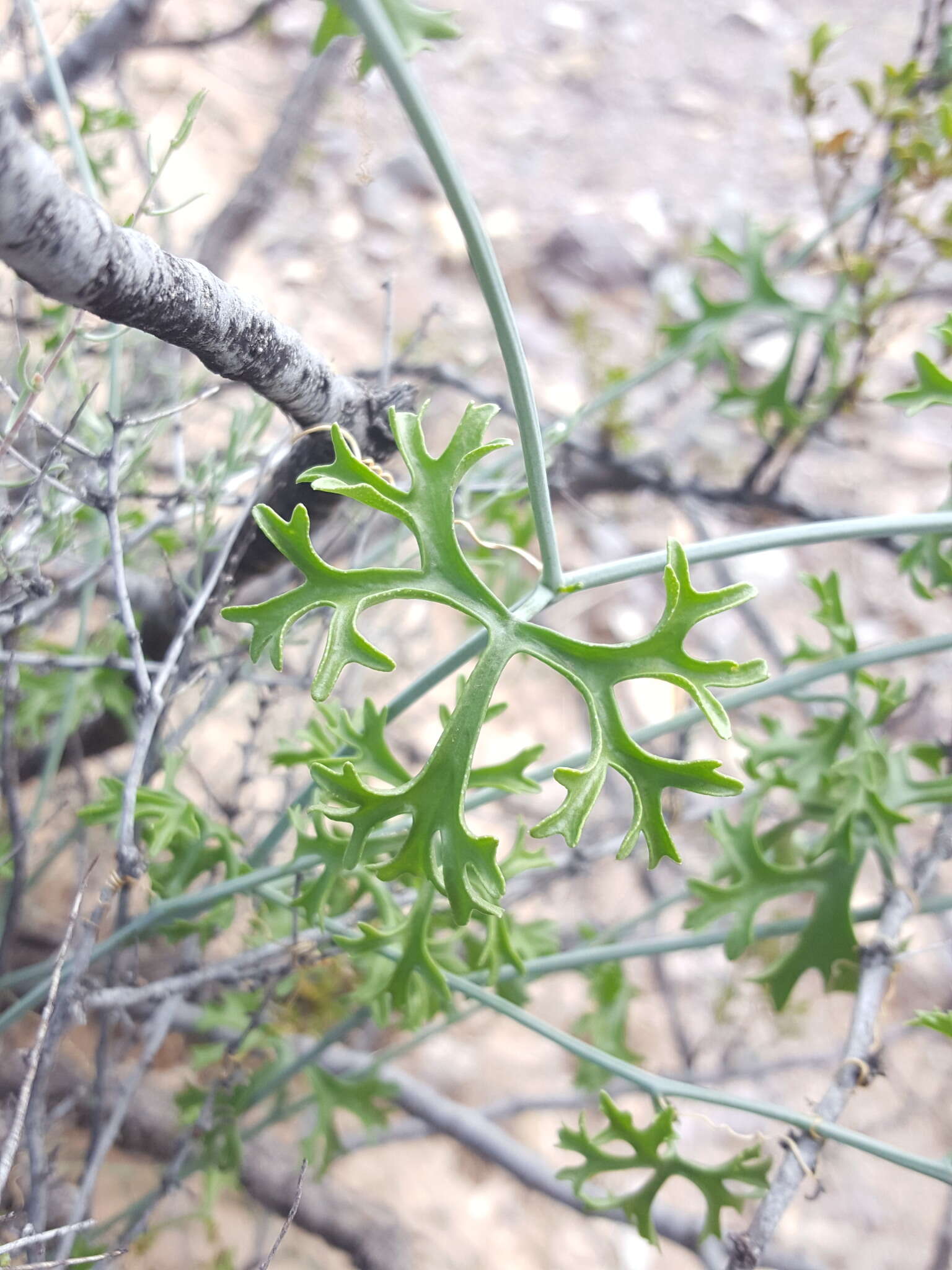 Image of slimlobe globeberry