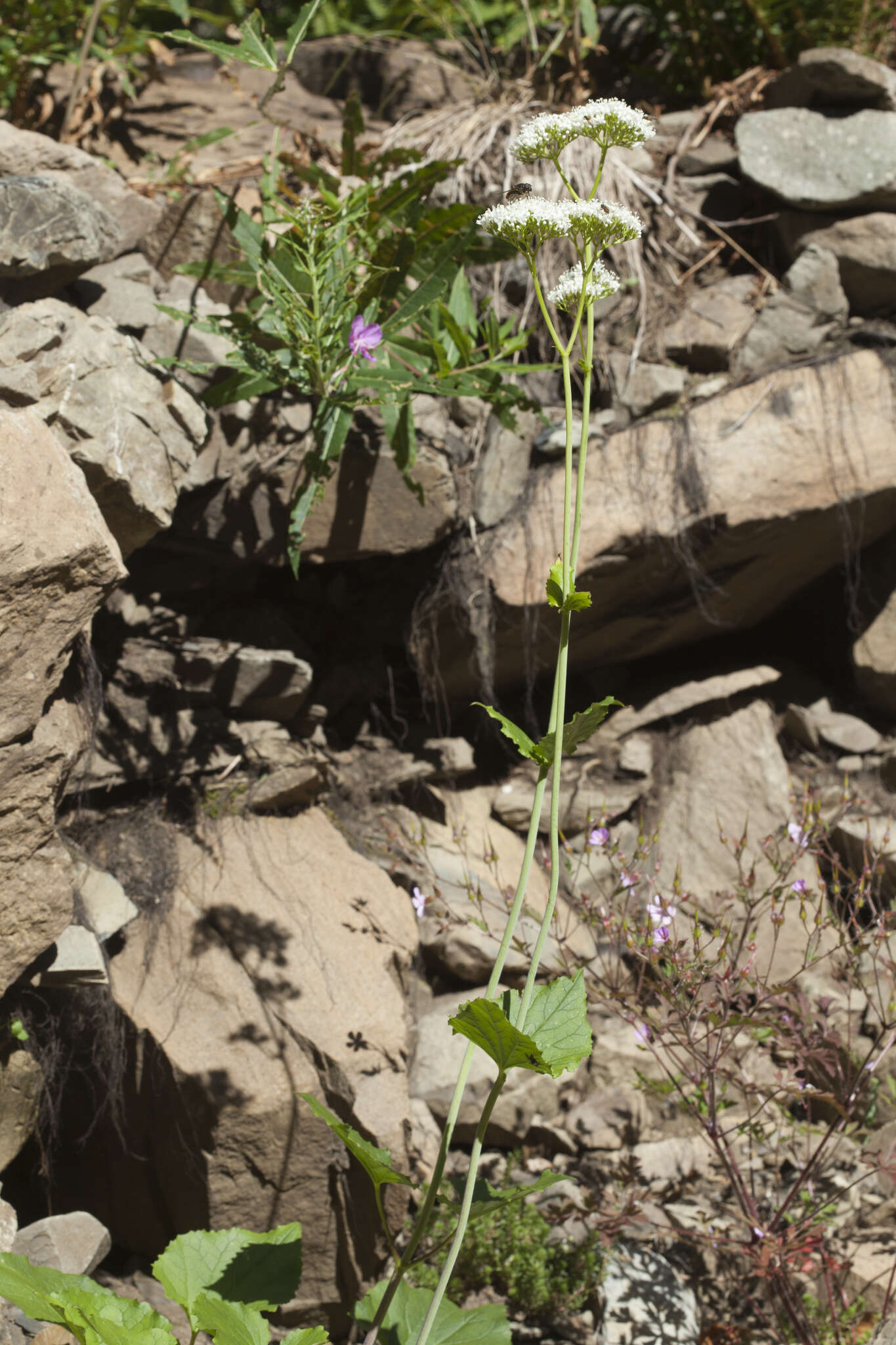 Image of Valeriana alliariifolia Adams