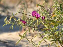 Tephrosia rosea Benth.的圖片