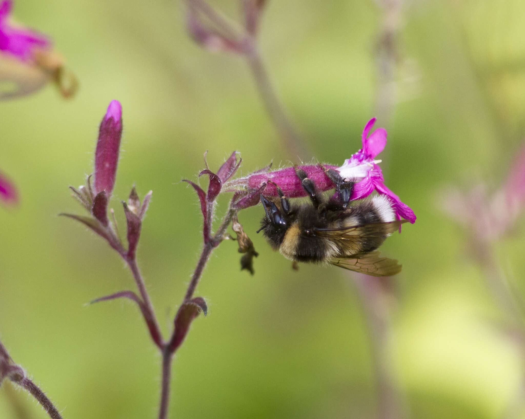 Image of Bombus sporadicus Nylander 1848