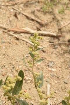 Plancia ëd Chenopodium prostratum Bunge ex Herder