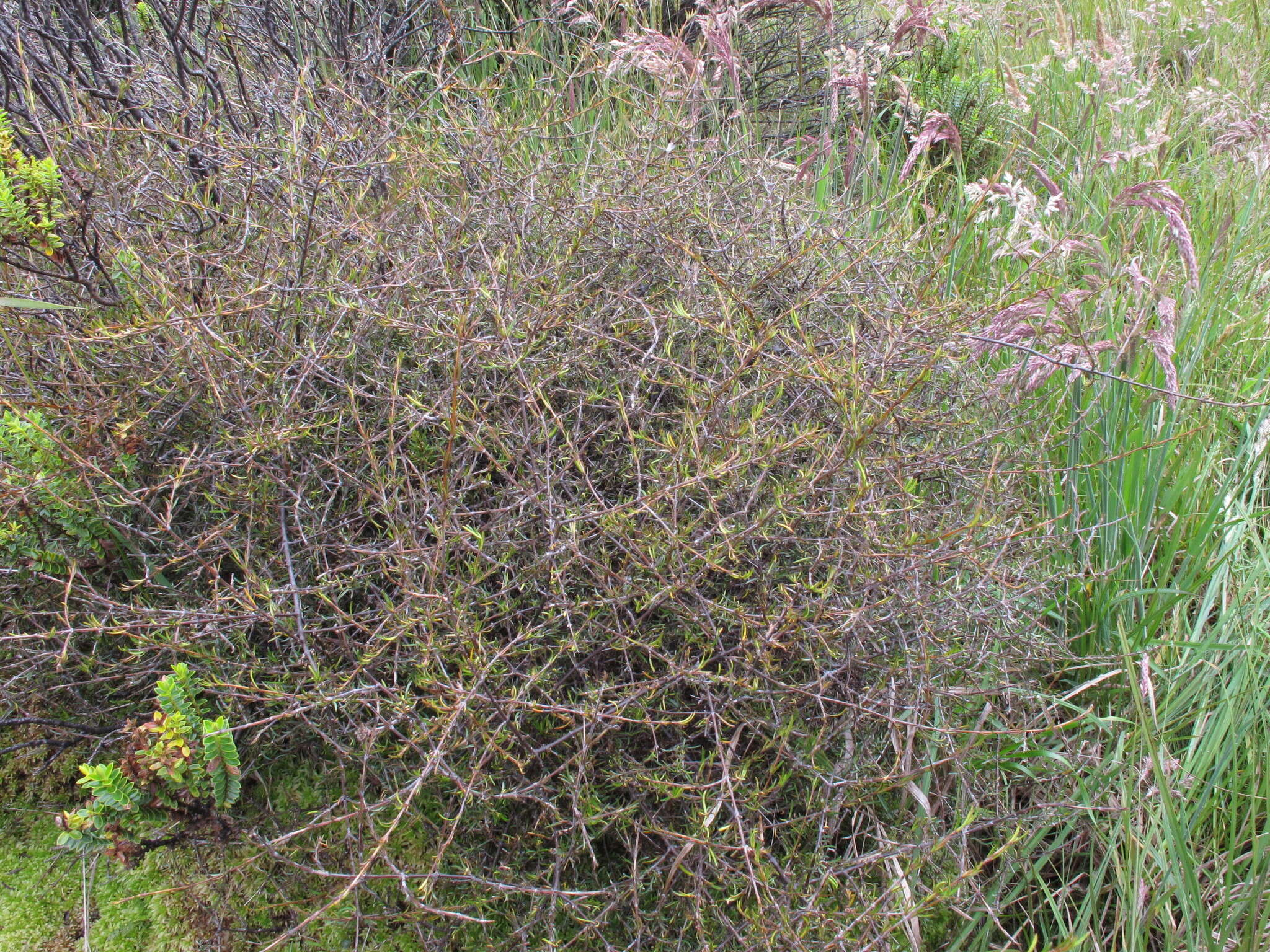 Image of Coprosma elatirioides de Lange & A. S. Markey