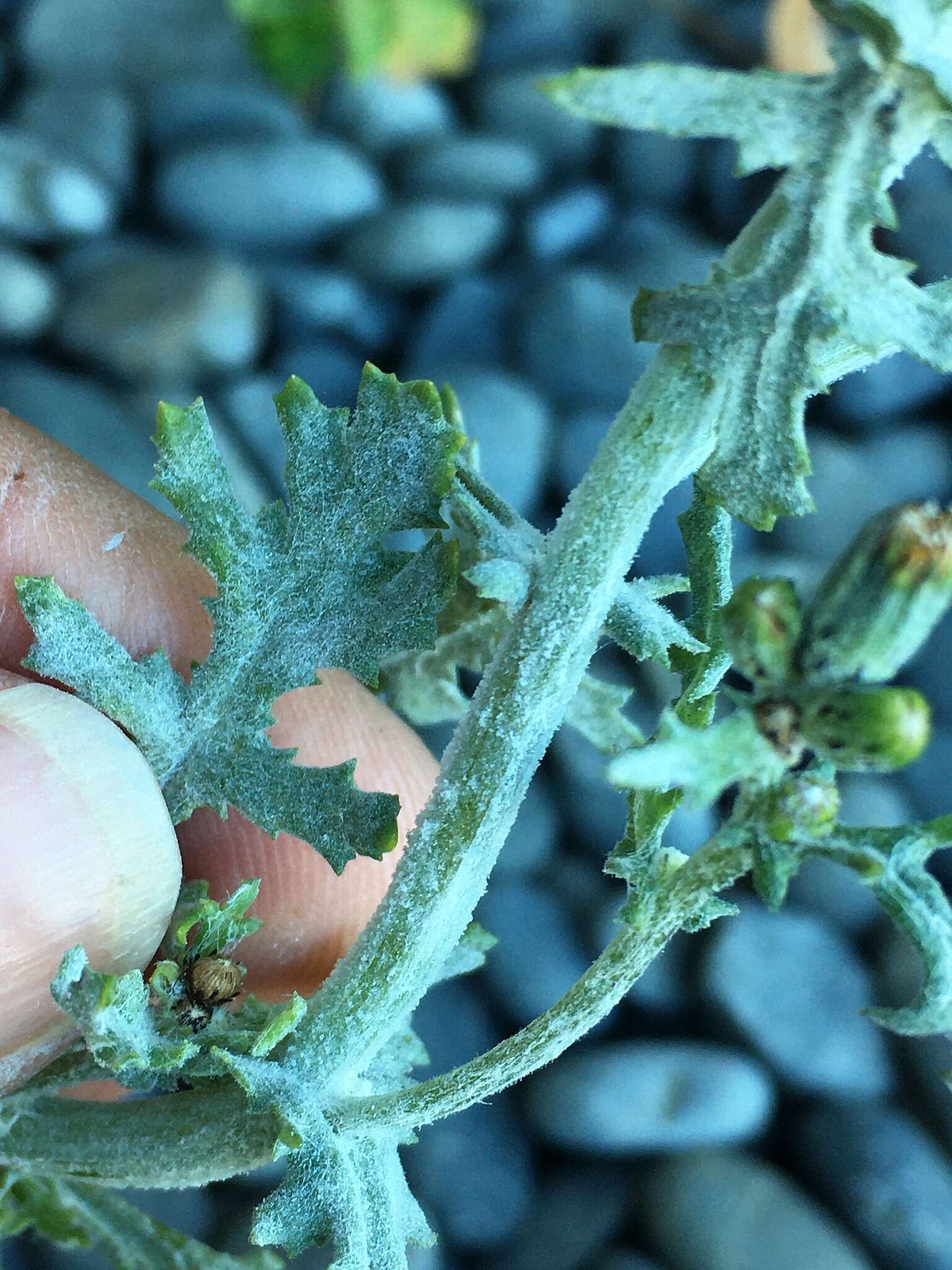 Golovinomyces fischeri (S. Blumer) U. Braun & R. T. A. Cook 2009 resmi