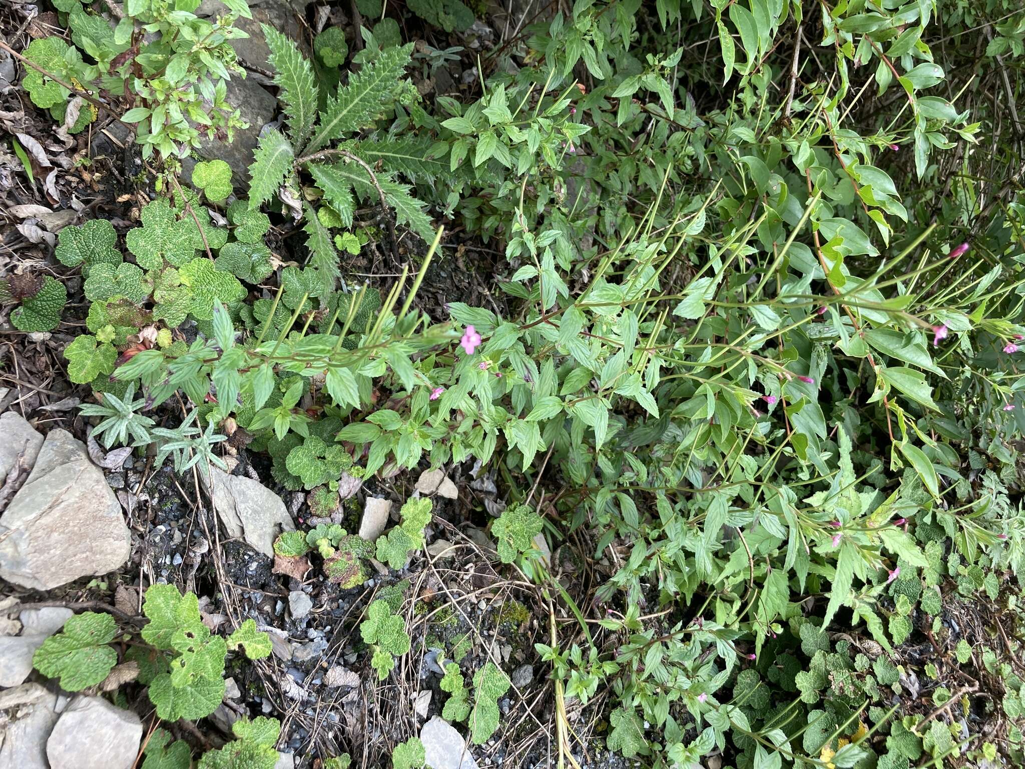 Imagem de Epilobium brevifolium subsp. trichoneurum (Hausskn.) Raven