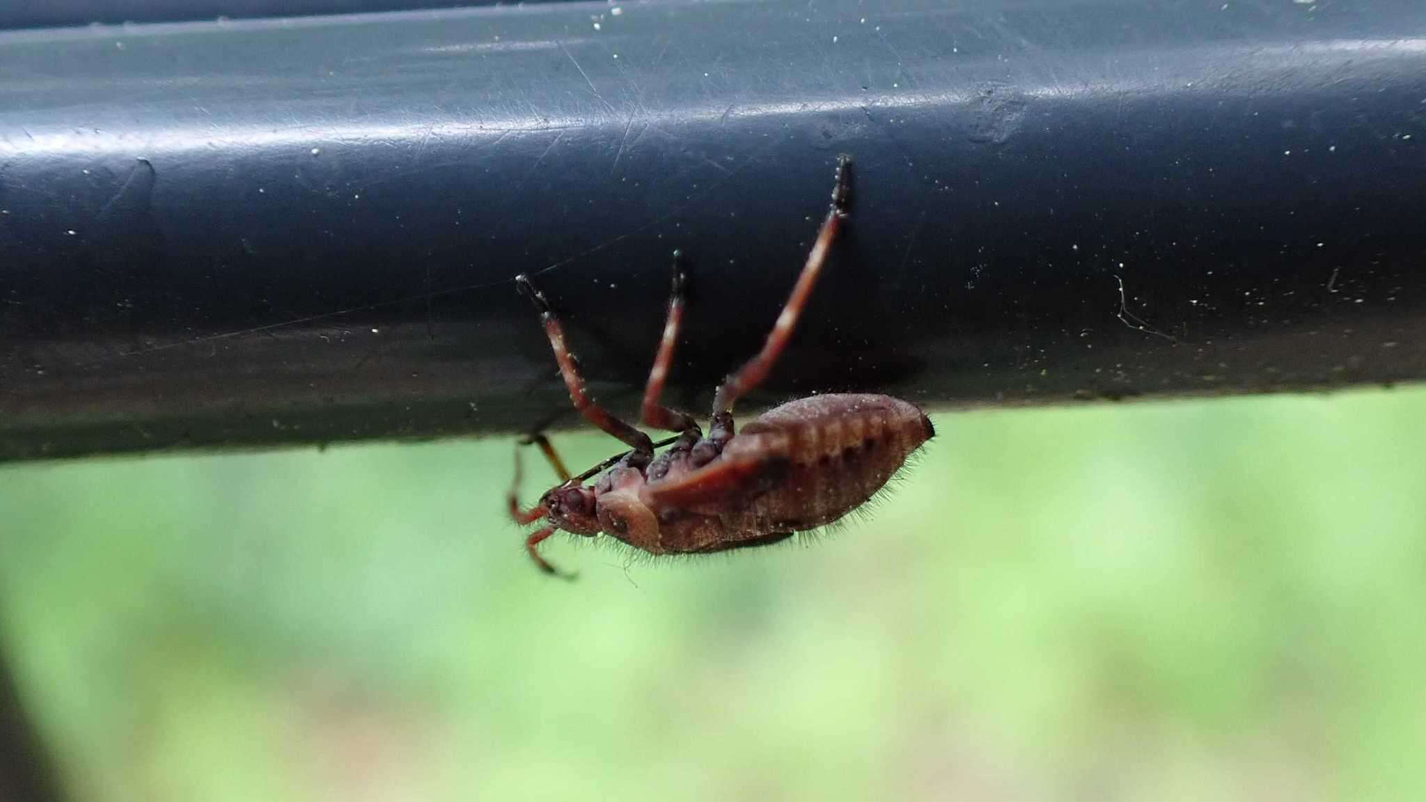 Image of Deraeocoris olivaceus (Fabricius 1777)