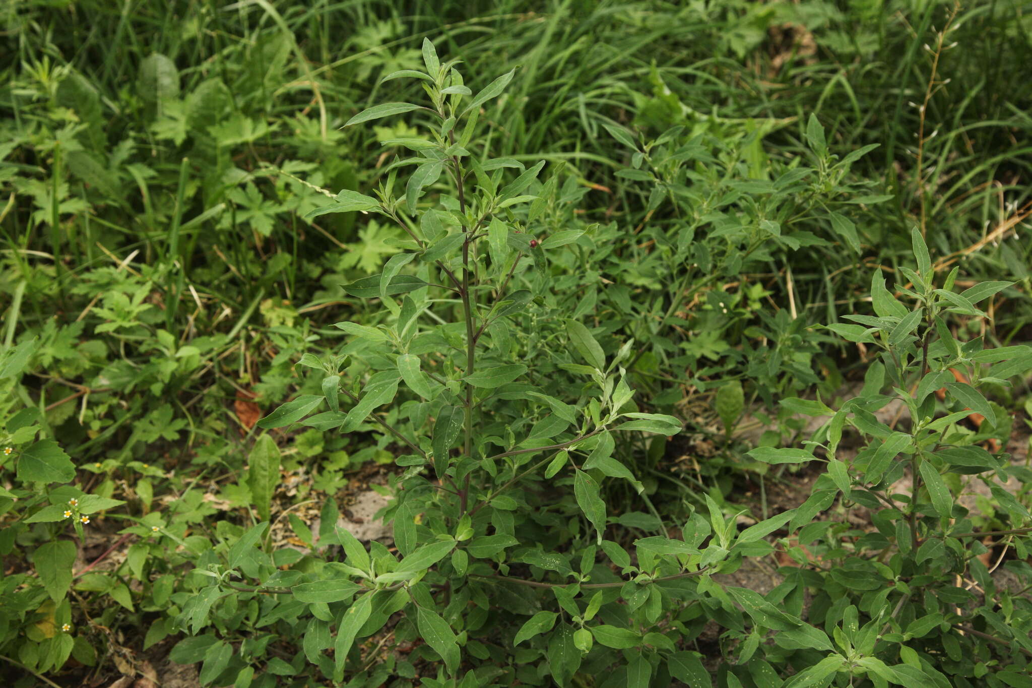 Plancia ëd Chenopodium strictum Roth