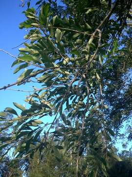 Image of Citharexylum myrianthum Cham.