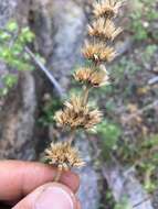 Imagem de Agastache pringlei var. verticillata (Wooton & Standl.) R. W. Sanders