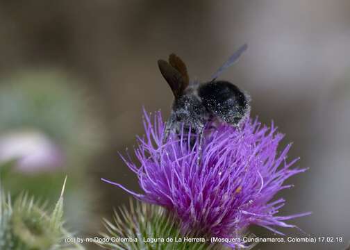 Image of Bombus pauloensis Friese 1912