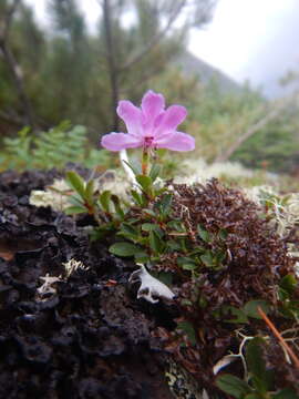 Image of Rhododendron redowskianum Maxim.