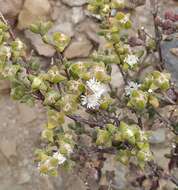 Image of Drosanthemum praecultum (N. E. Br.) Schwant.