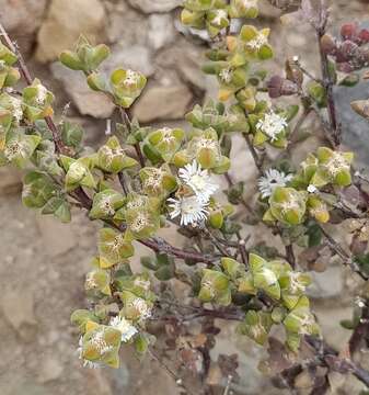 Imagem de Drosanthemum praecultum (N. E. Br.) Schwant.