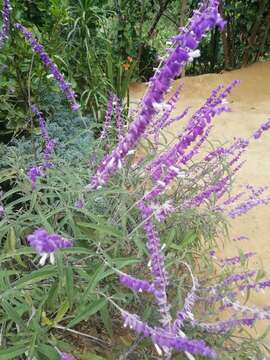 Image of Mexican bush sage