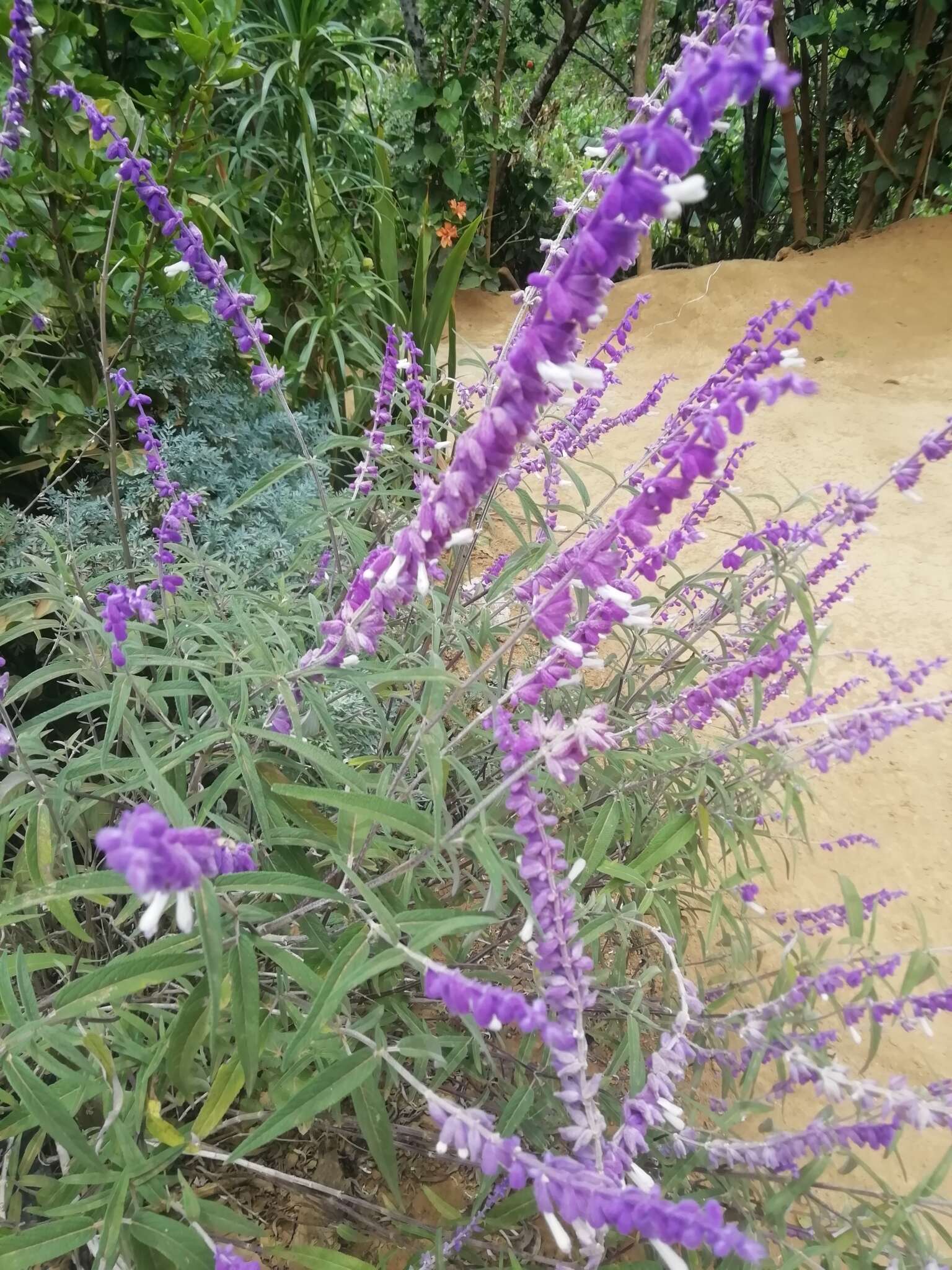 Imagem de Salvia leucantha Cav.