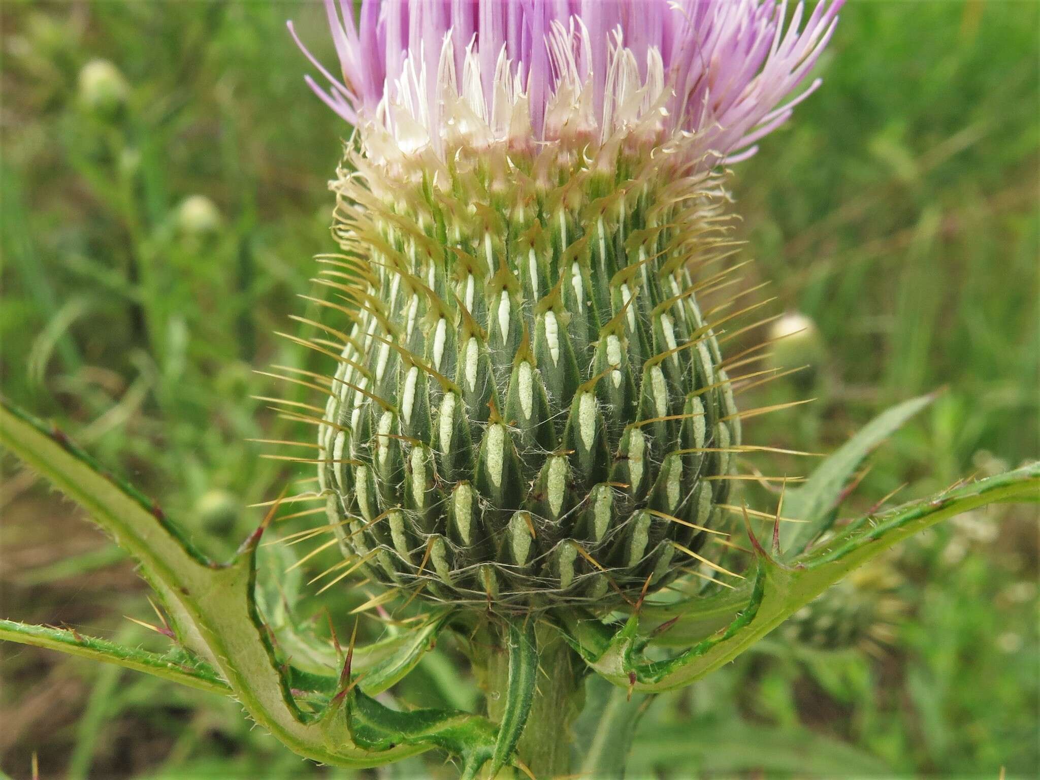 Cirsium engelmannii Rydb.的圖片