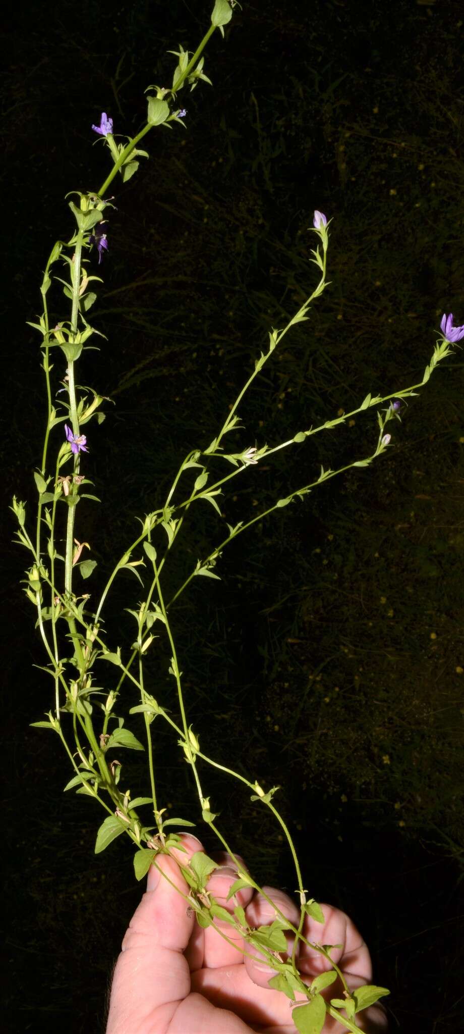 Image of prairie Venus' looking-glass