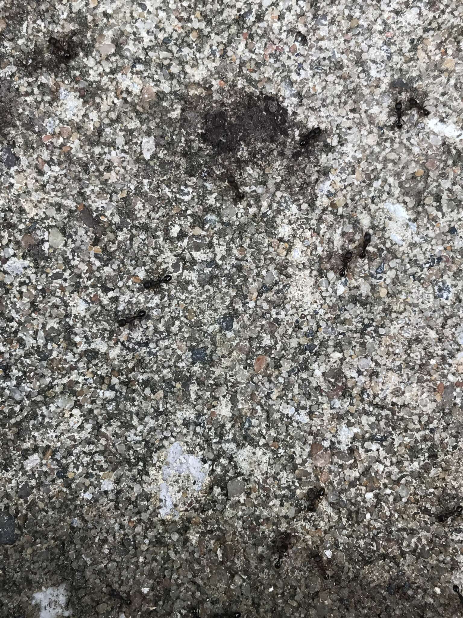 Image of Japanese Pavement Ant