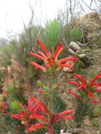 Image of Erica grandiflora subsp. grandiflora