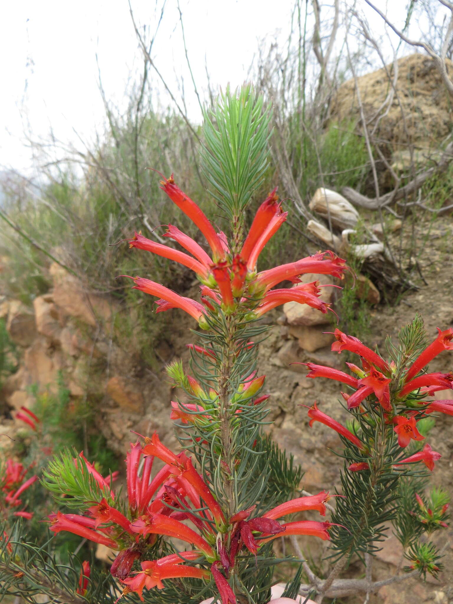 Image of Erica grandiflora subsp. grandiflora