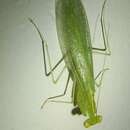 صورة Tropidomantis (Tropidomantis) tenera (Stal 1858)