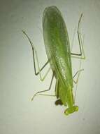 صورة Tropidomantis (Tropidomantis) tenera (Stal 1858)