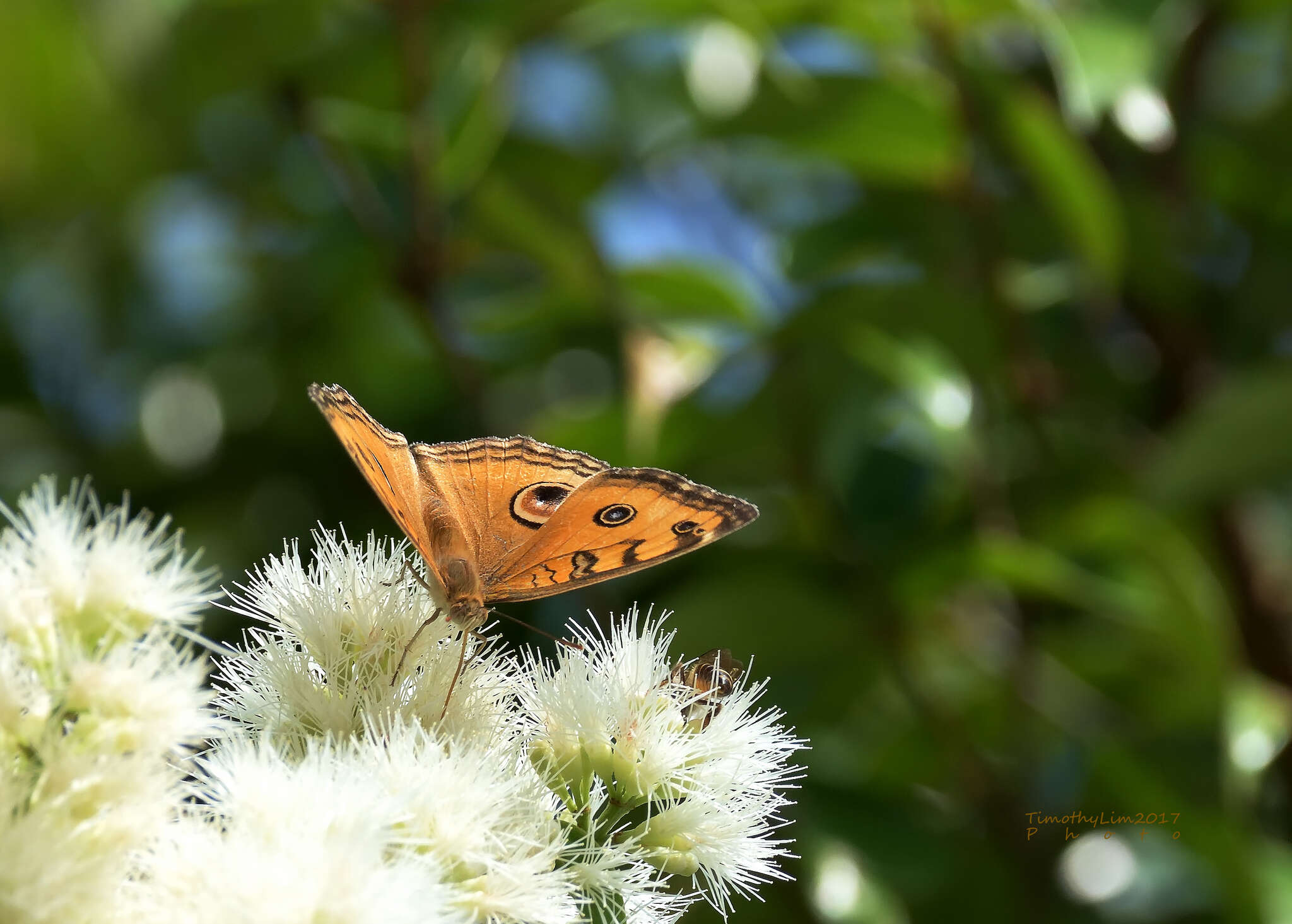 Image of Peacock Pansy