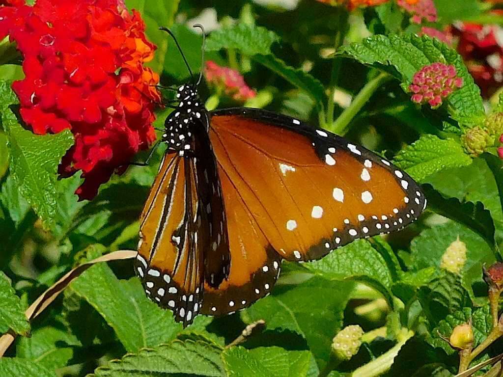 صورة Danaus (Anosia) gilippus subsp. berenice Cramer 1779