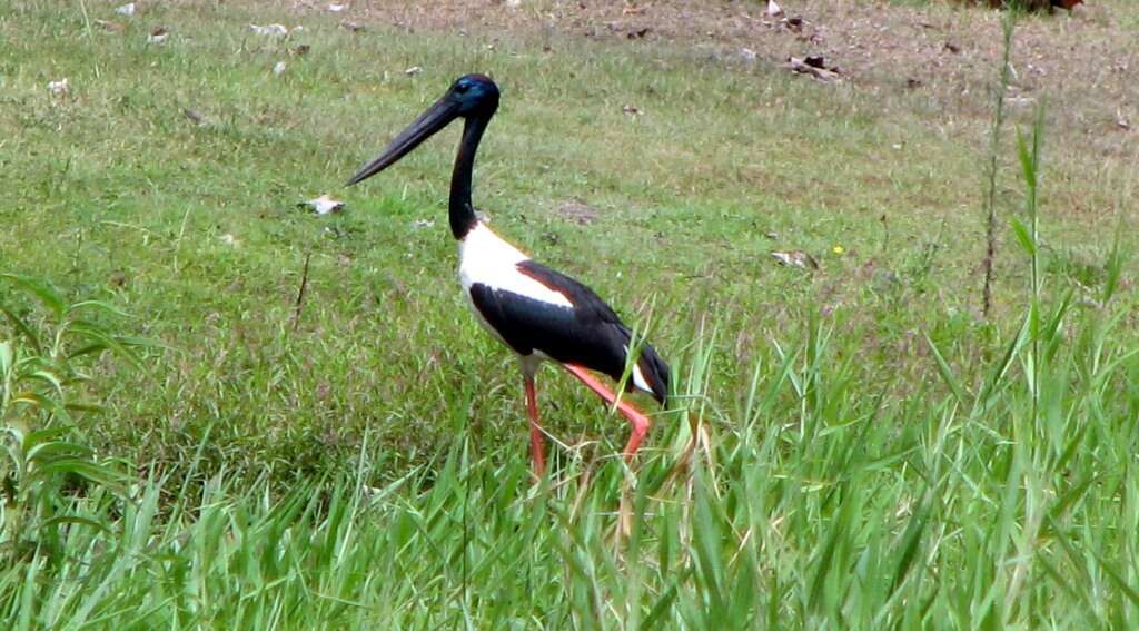 Sivun Ephippiorhynchus asiaticus australis (Shaw 1800) kuva