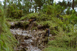 Image of Yellow-throated Marten