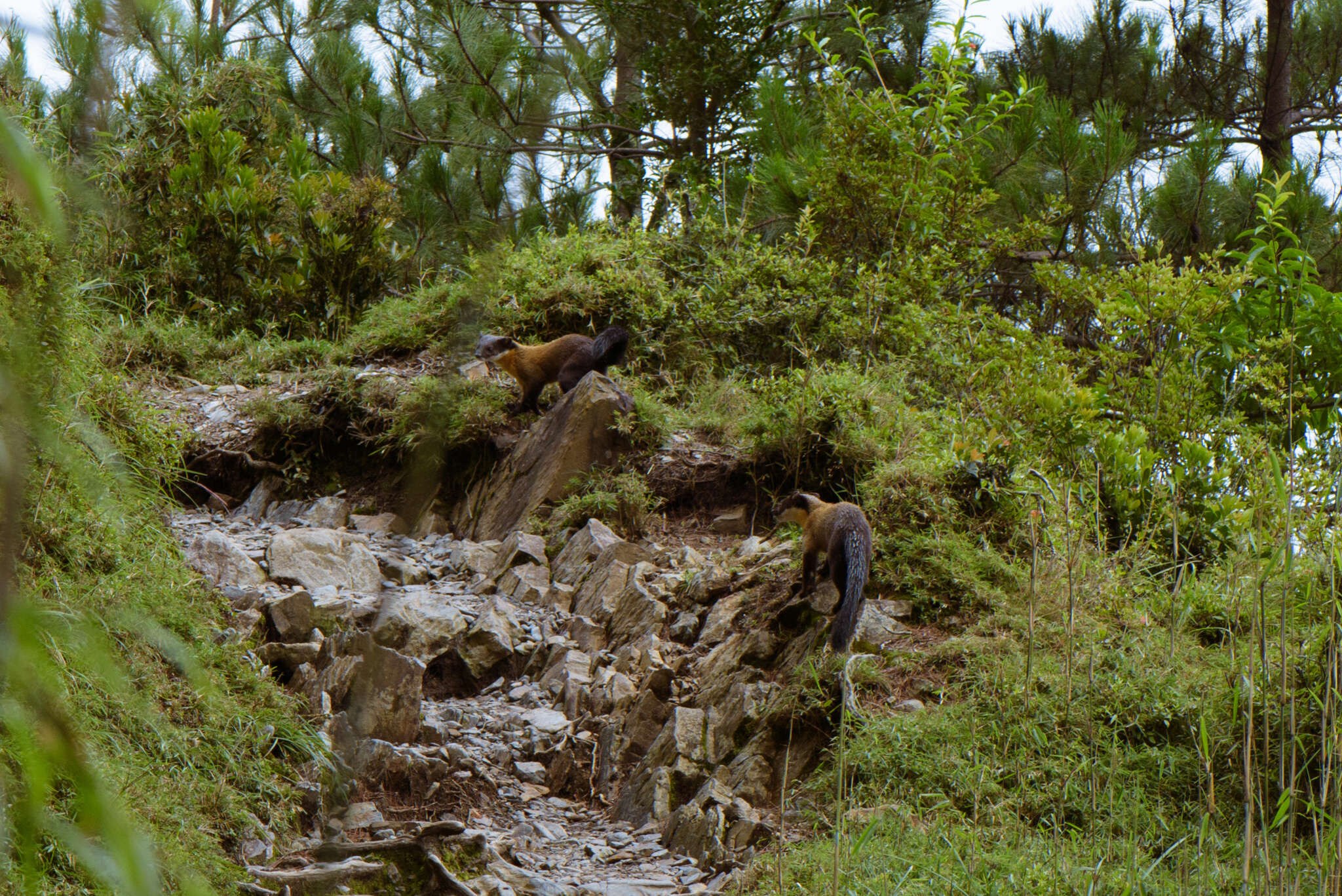 Image of Yellow-throated Marten