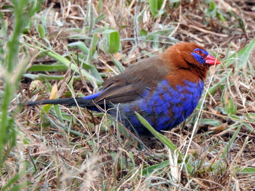 Image of Purple Grenadier