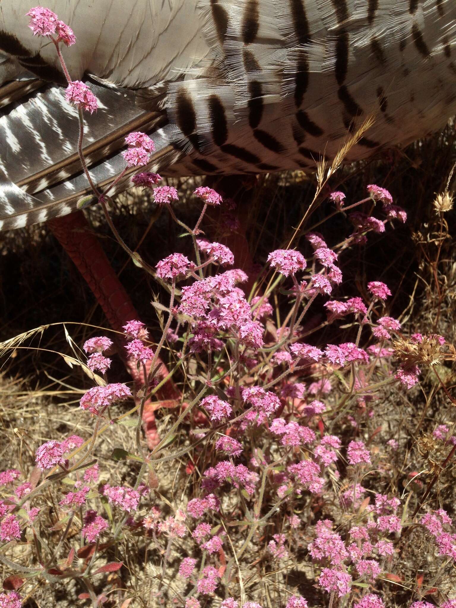 Image of Ben Lomond spineflower