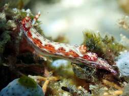 Plancia ëd Hypselodoris maculosa (Pease 1871)