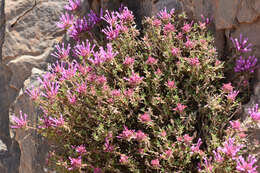 Image of Thymus longiflorus Boiss.