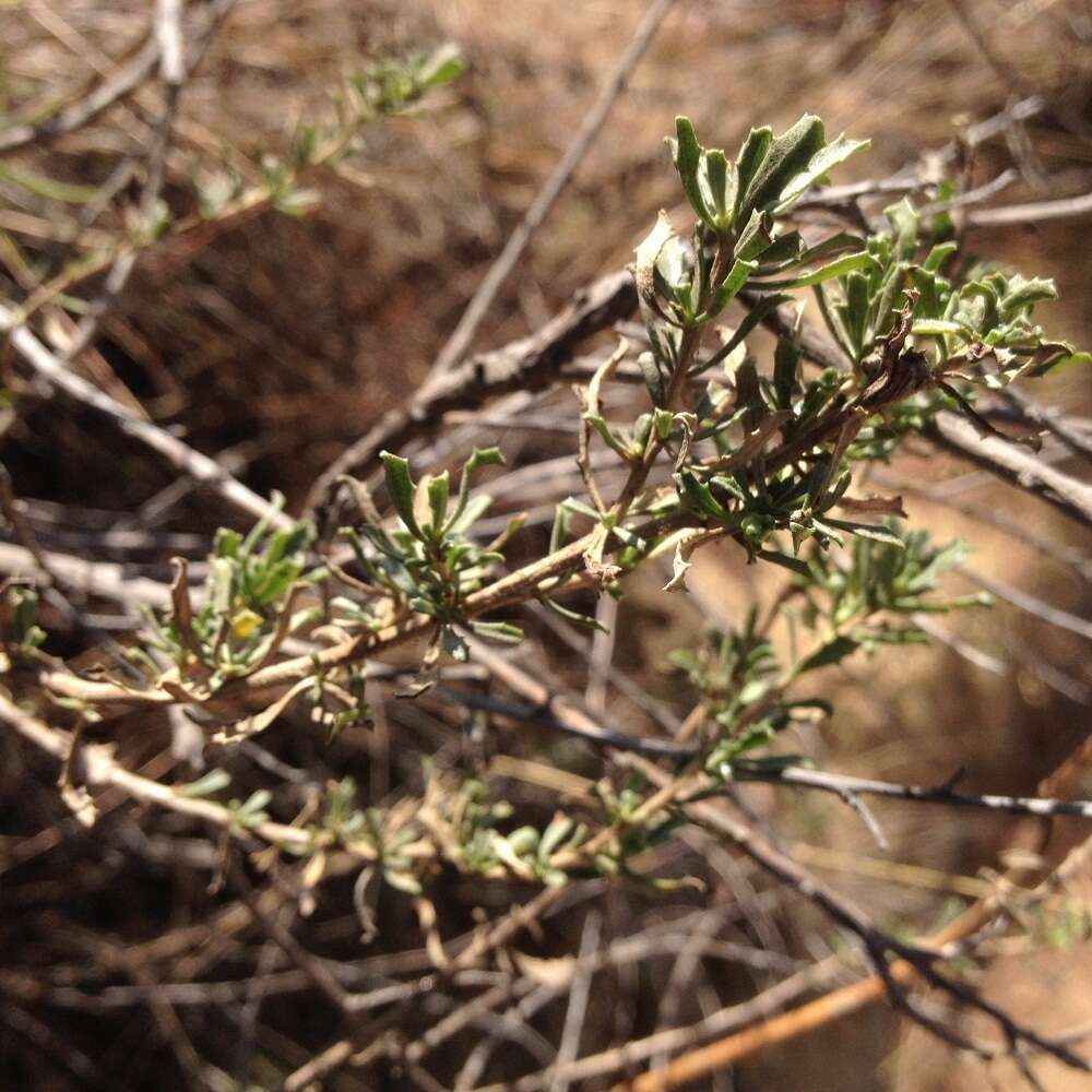 Image of yerba de pasmo