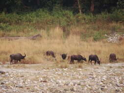 Image of Asian Buffalo