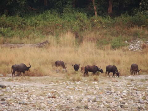 Image of Asian Buffalo