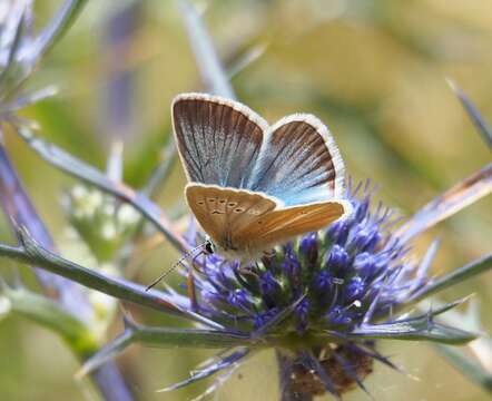 Image of Polyommatus damon