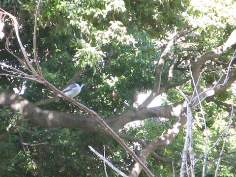 Image of Grey Butcherbird