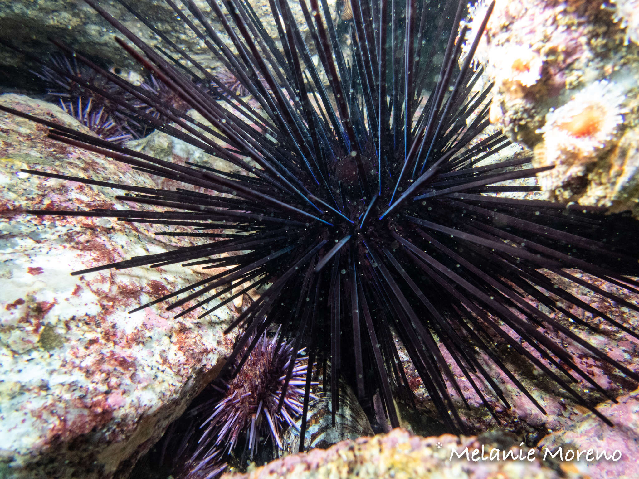 Image of Centrostephanus coronatus (Verrill 1867)