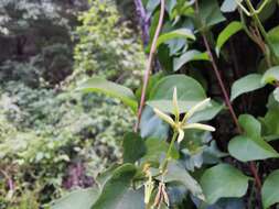 Image of Matelea calcarata (R. E. Woodson) R. E. Woodson