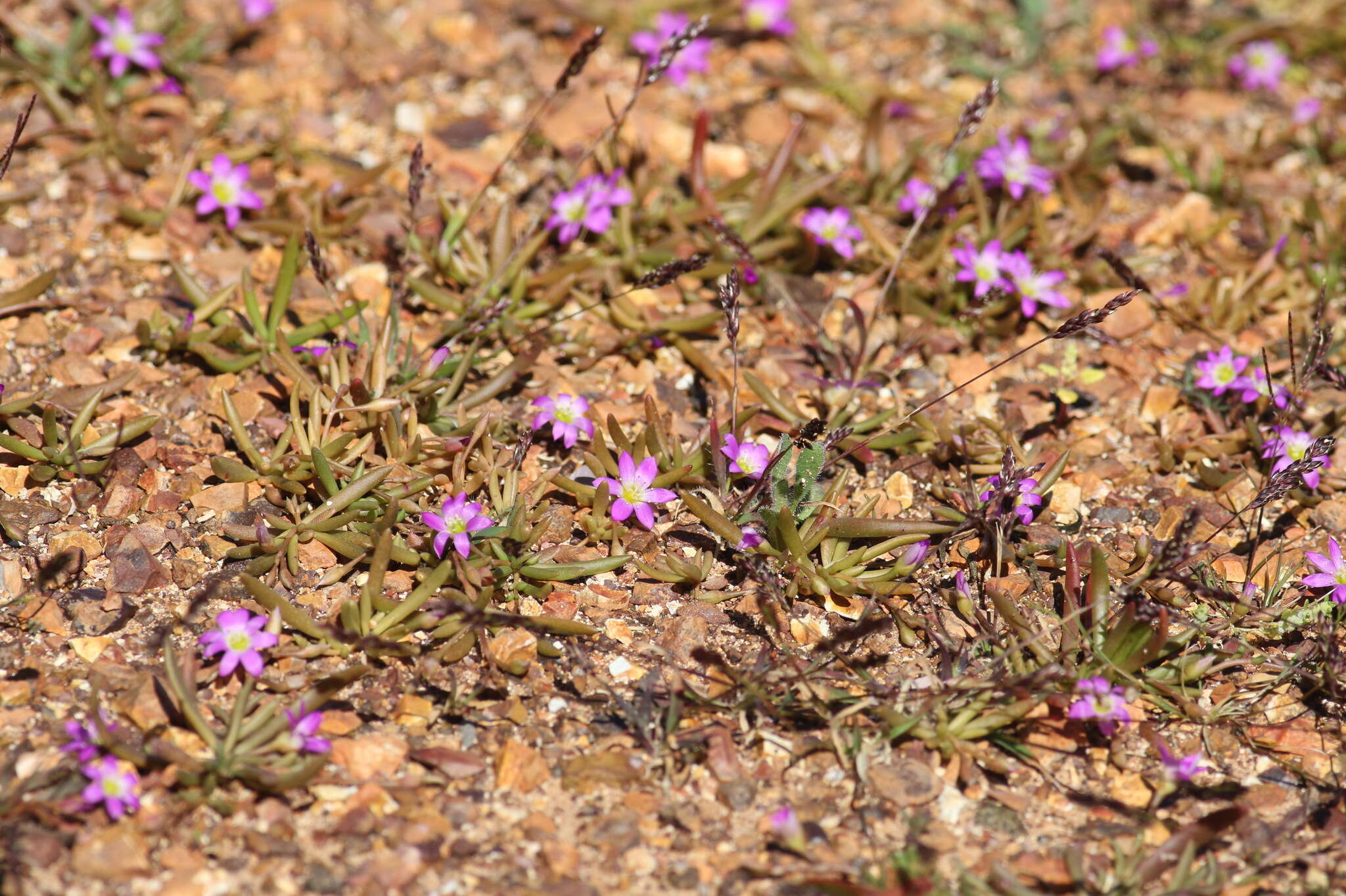 Слика од Calandrinia ptychosperma F. Müll.