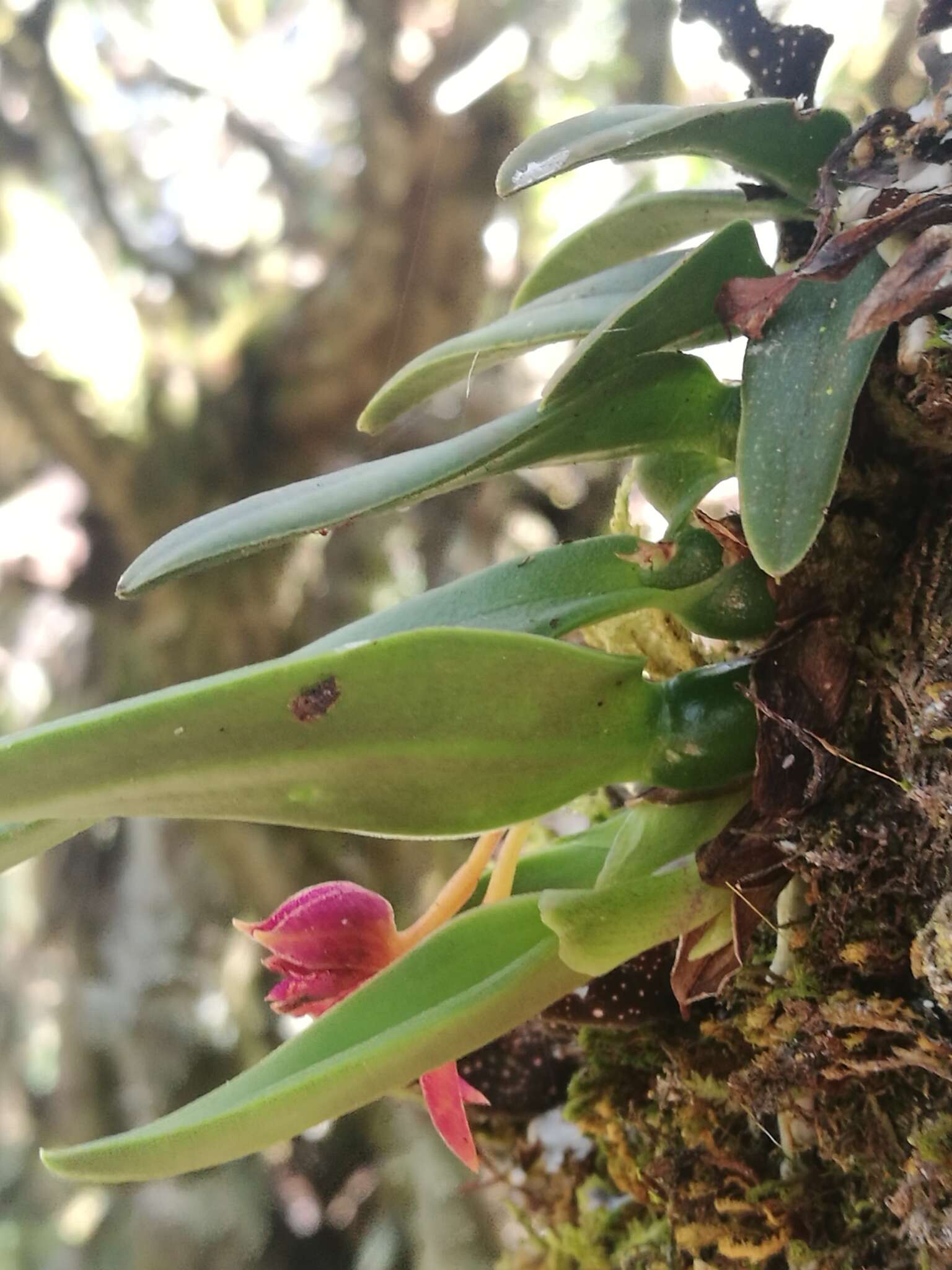 Image of Epidendrum serpens Lindl.